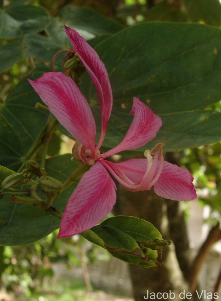 Bauhinia purpurea L.